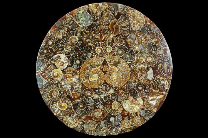 Composite Plate Of Agatized Ammonite Fossils #107330
